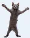 gato dance