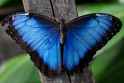 Blue Morpho