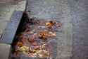 sewer_leaves