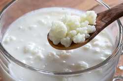 kefir-grains