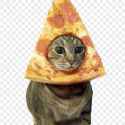 cat-with-pizza-on-the-face-transparent-png-735811696682120wzfolmznvc