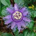 passionflower