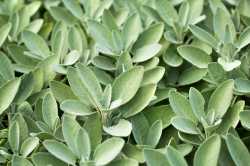 sage-plant