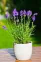 lavender_potted