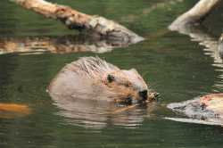 beaver-chewing-stick-in-water-c-amy-vaughn-750