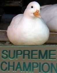 Supremechampion