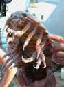 Giant_Isopod_size_comparising