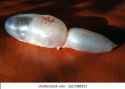 swim-bladder-carp-260nw-1617088531[1]