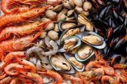 shellfish-anchor-art