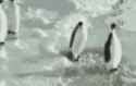 penguin-smack-penguin-slap