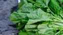mustard-greens-leaf-1296x728-header