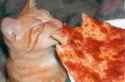 39f3ef89014c872f753d6caab394b729--cat-pizza-pizza-pizza