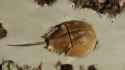 HorseshoeCrab-Main-1628433935