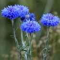 centaurea_cyanus_blue_cornflower7
