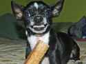 img-dog_aggression_0