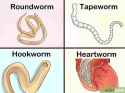 pajeet fecal hands worm