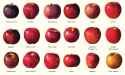 86-Apple-Varieties-You-Should-Know-FT-2-MAG1123-adad193ac64e4fa8a1959c2b4851b676