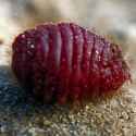 Cochineal