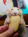 funny-rat-pictures-j8hsxsc10z6kak2b.jpg