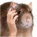 rat with phone