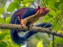 multicoloured-squirrel