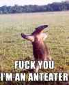 Anteater