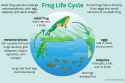 Frog-Life-Cycle