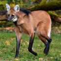 maned wolf