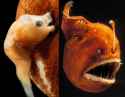 Male and Female angler fish