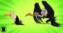 Beaky buzzard