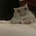 why-does-my-hamster-look-so-stupid-v0-apnunhjgvs3f1