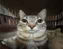 cat-look