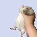 SHAKE