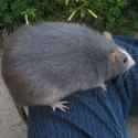 fat rat