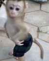 cunty monkey