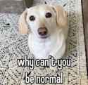 WhyCantYouBeNormal