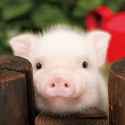 PIGGY BOI