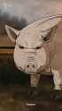 brother-pig-the-o-a-t-s-v0-cTJuMGI0ZnN1cmNlMYb1SI8kOjr_4zr6JflOMnj7a44Dz9l5leJE674WGcNN