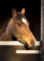 Location-photography-horse-pic-3