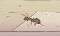 This ant
