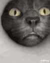 cat-cats