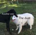 the dust