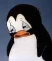 sad penguin