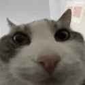 looks-inside-cat-meme