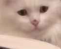 calculus cat