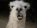 smiling-llama-1529215-1194931413.jpg