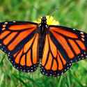 monarch-butterfly-grass_square