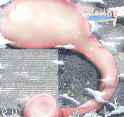 gigacondom_eng