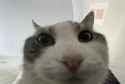 catlooksinside