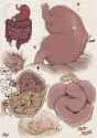 Digestive Tract
